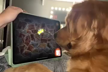 Dog or Gamer?